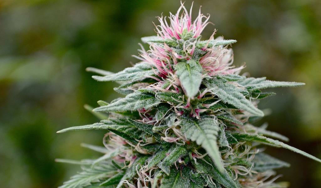 cannabis flower