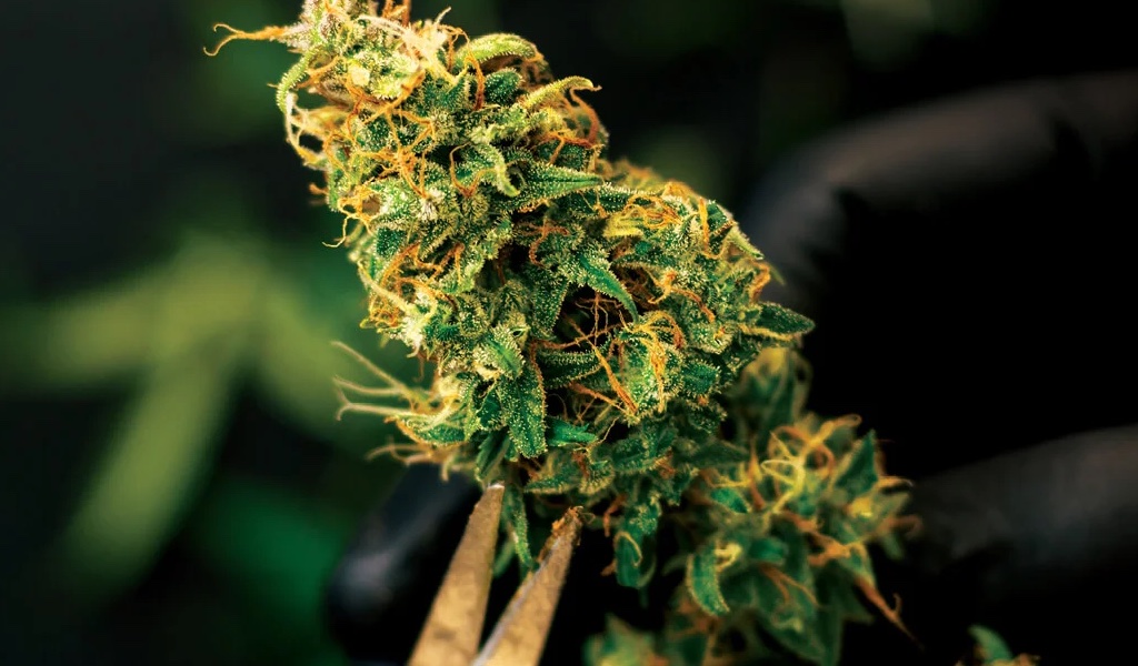 Cannabis harvest