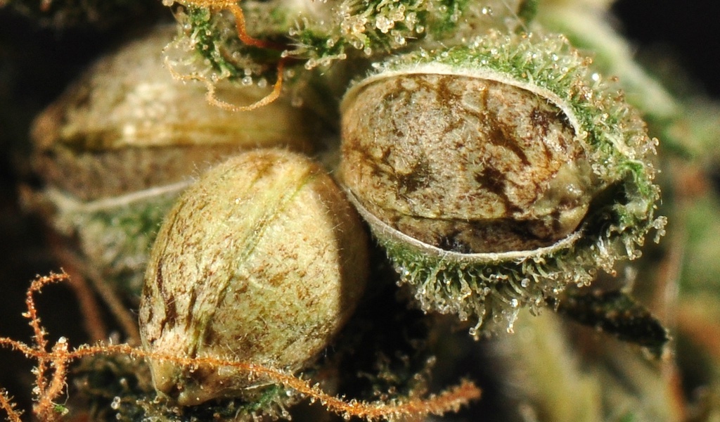 seed