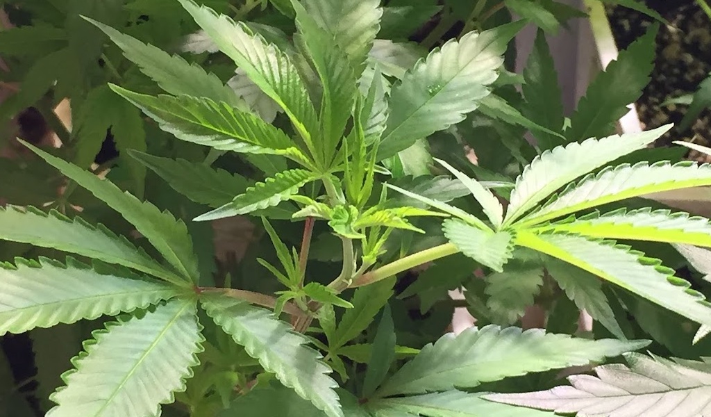 young cannabis plant